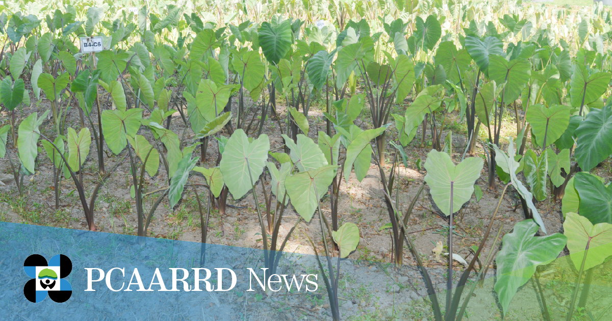 Improved taro and other indigenous crops production and product development, underway
